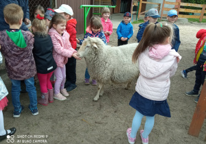 Owieczka z przedszkolakami.